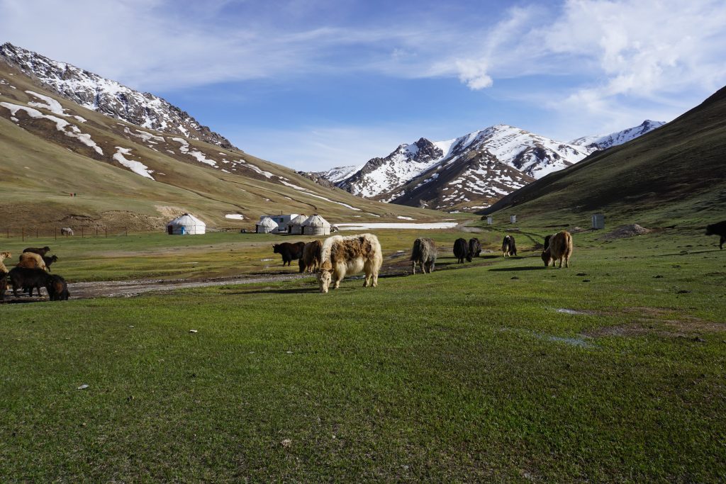 Yaks in the beautiful Tien Shan Mountains of Kyrgyzstan. Photo credit: Jake Smith