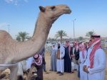 Buraydah camel market. Photo credit: Michel Behar