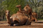 Camels at Bahrain's Royal Camel Farm. Courtesy: Tetrapylon