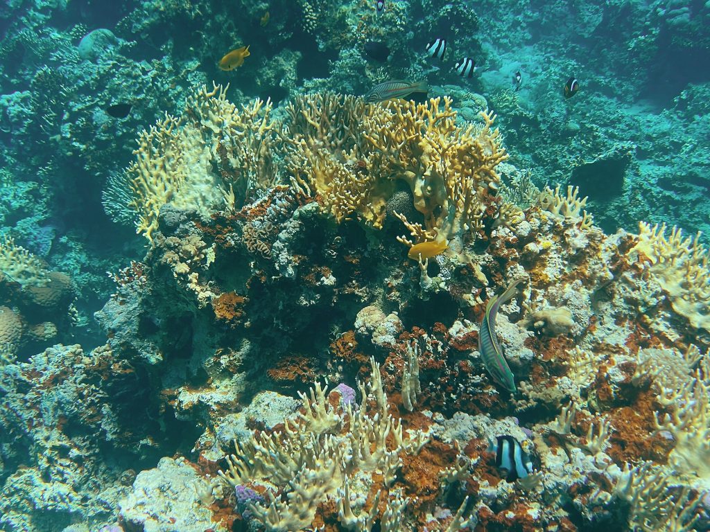 Coral and tropical fish at King Abdullah Reef near Aqaba.