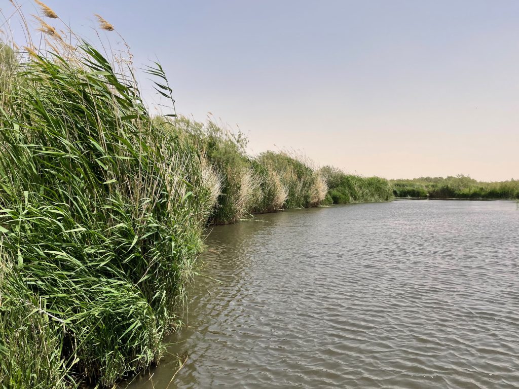 Reeds and water at Azraq Wetlands.