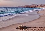 A sea turtle returning to the ocean at Ras al Jinz.