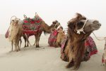 Camels in Xinjiang. Photo credit: Willis Hughes