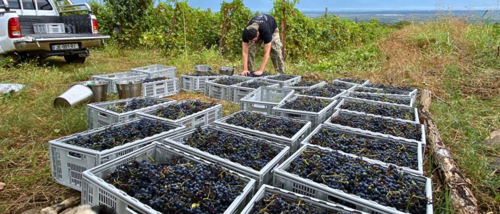 The Art of Georgian Winemaking | MIR