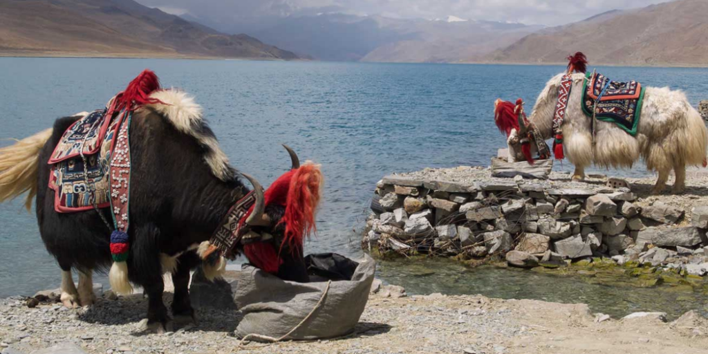 From Seoul to the Steppe: Asia’s Timeless Energy, Reimagined | MIR